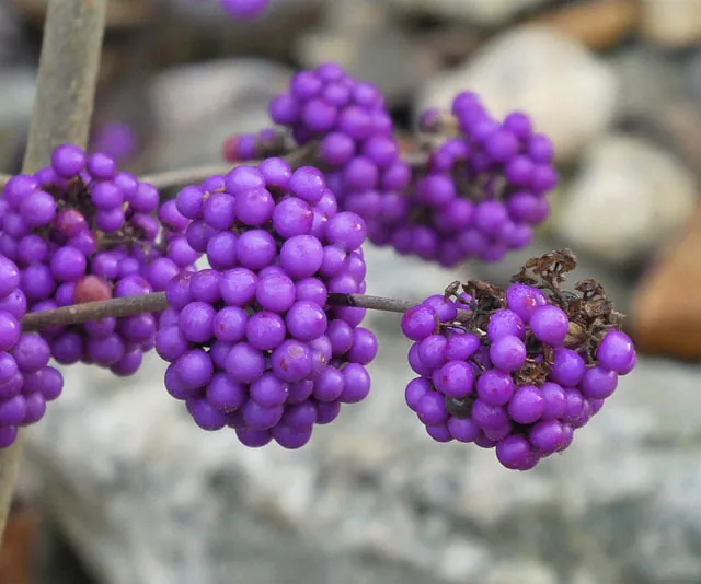 *Liebesperlenstrauch 'Profusion'* (Callicarpa bodinieri 'Profusion')
