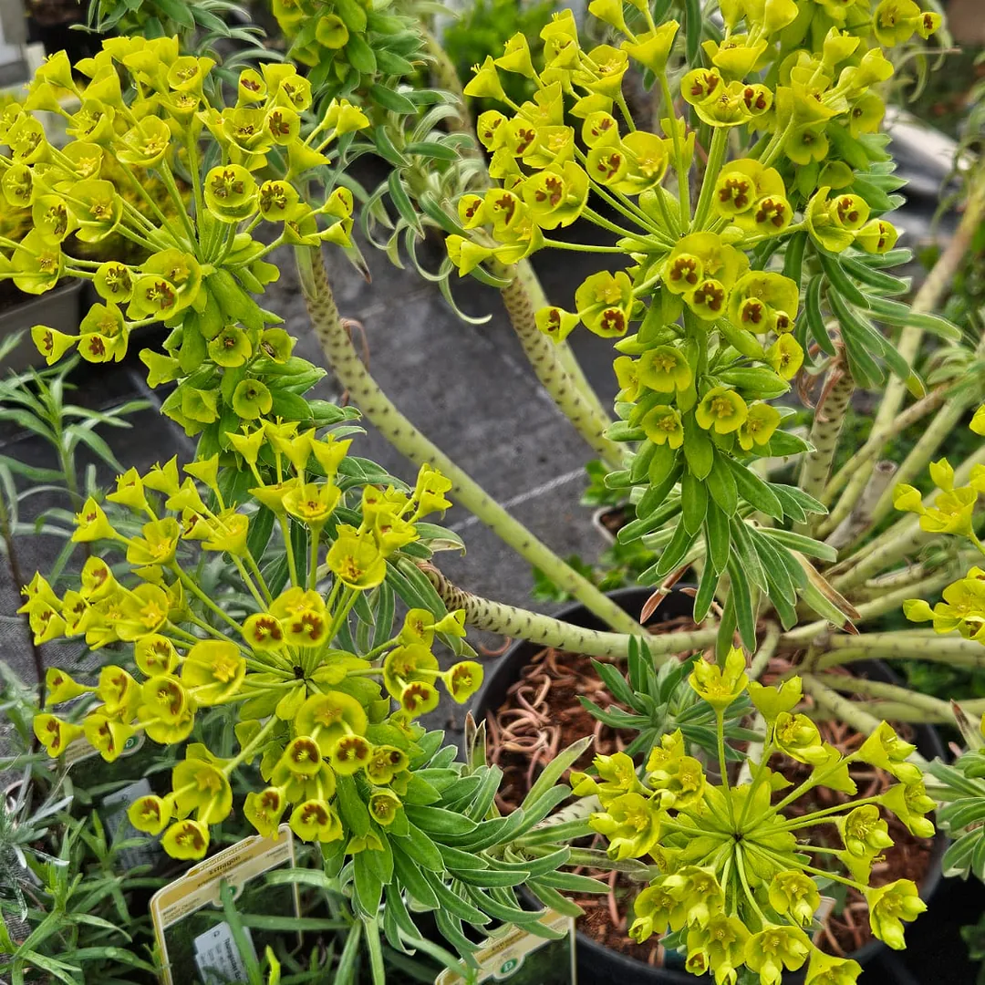 *Mittelmeer-Wolfsmilch* (Euphorbia characias)