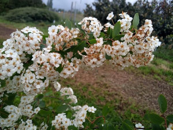 *Prachtspiere* (Spiraea x vanhouttei)