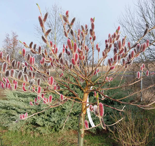 *Rosa Kätzchenweide* (Salix gracilistyla 'Mount Aso')