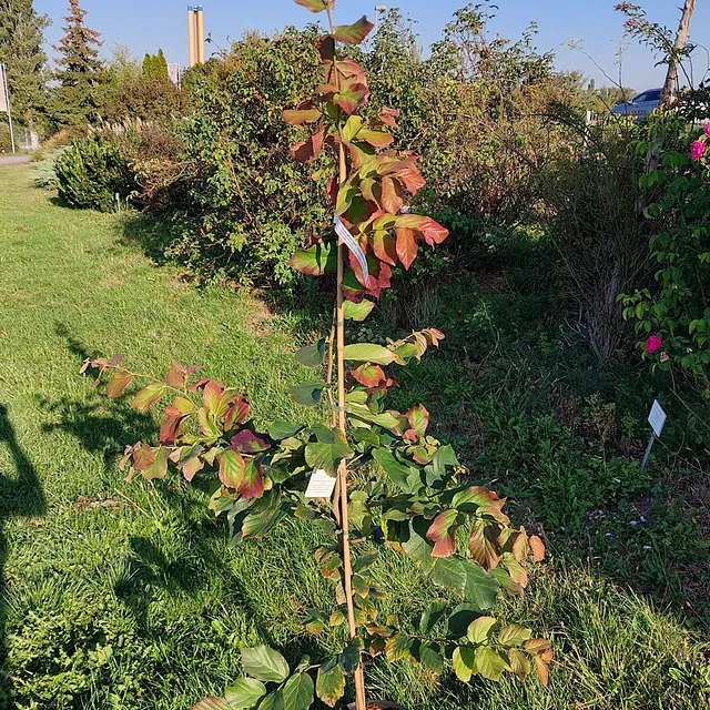 *Persischer Eisenholzbaum 'Select'* (Parrotia persica 'Select')