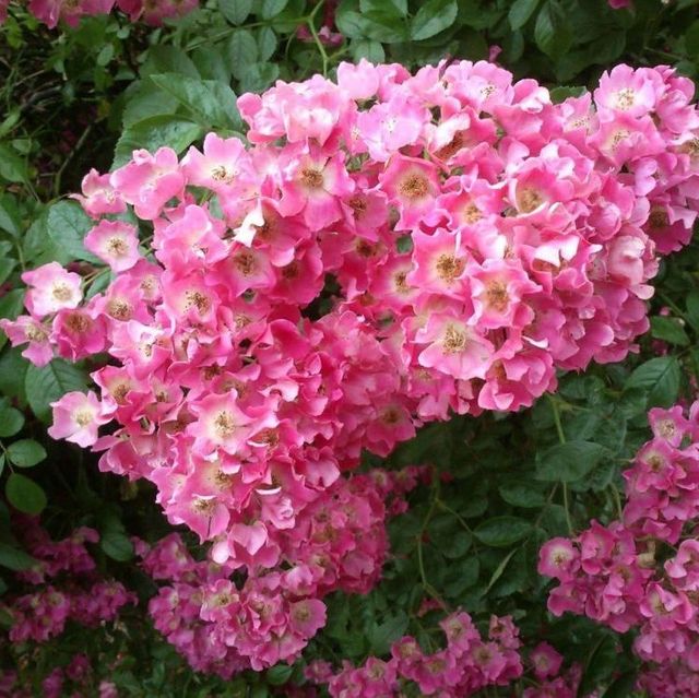 Kletterrosen im Sortiment der GartenBaumschule Lehnert - Bodendecker, Obstbäume, Rosen, Ziersträucher und Heckenpflanzen aus Sangerhausen