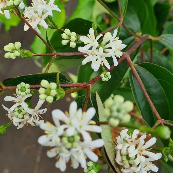 *Sieben-Söhne-des-Himmels-Strauch* (Heptacodium miconioides)