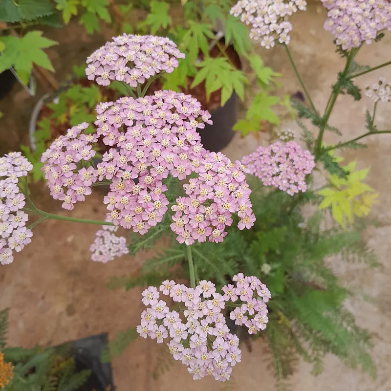 *Schafgarbe i.S.* (Achillea i.S.)