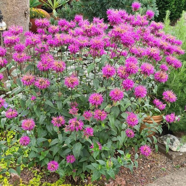*Indianernessel* (Monarda didyma) 