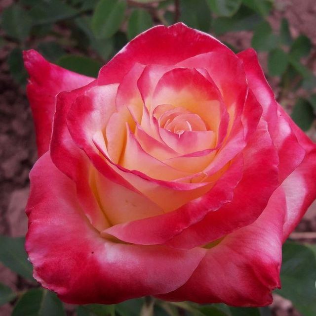 Edelrosen im im Sortiment der GartenBaumschule Lehnert - Bodendecker, Obstbäume, Rosen, Ziersträucher und Heckenpflanzen aus Sangerhausen