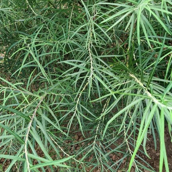 *Rosmarinweide* (Salix rosmarinifolia)