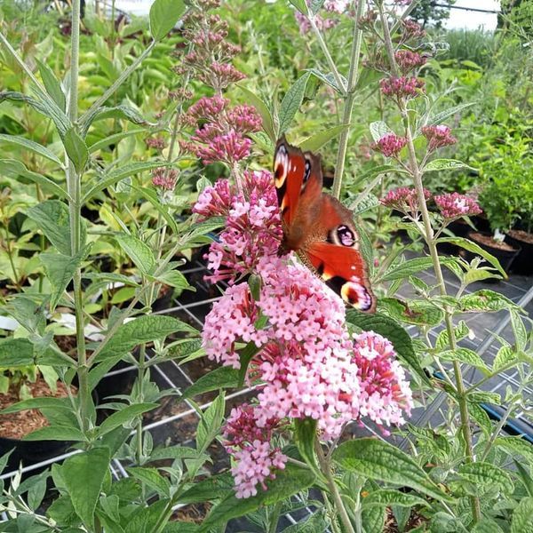 *Sommerflieder* (Buddleja davidii)