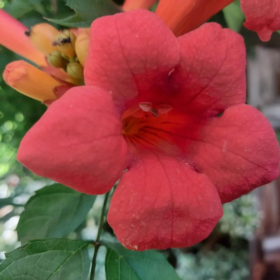 *Amerikanische Klettertrompete 'in Sorten'* (Campsis radicans 'in Sorten')