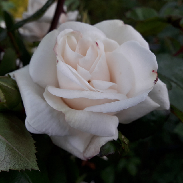 Kletterrosen im Sortiment der GartenBaumschule Lehnert - Bodendecker, Obstbäume, Rosen, Ziersträucher und Heckenpflanzen aus Sangerhausen