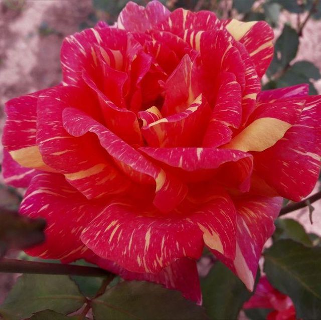 Edelrosen im im Sortiment der GartenBaumschule Lehnert - Bodendecker, Obstbäume, Rosen, Ziersträucher und Heckenpflanzen aus Sangerhausen