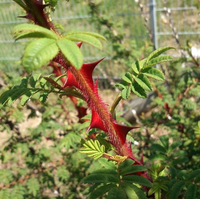 Seltene Rosen im Sortiment der GartenBaumschule Lehnert - Bodendecker, Obstbäume, Rosen, Ziersträucher und Heckenpflanzen aus Sangerhausen