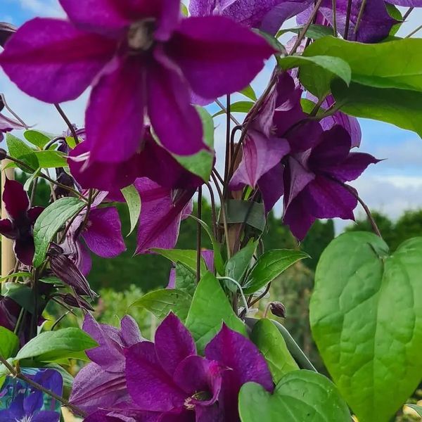 *Clematis* in Sorten 