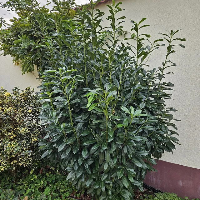 *Lorbeerkirsche 'Genolia'* (Prunus laurocerasus 'Genolia')