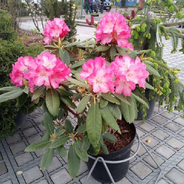 *Rhododendron*