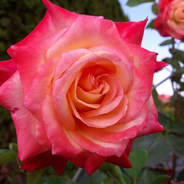 Seltene Rosen im Sortiment der GartenBaumschule Lehnert - Bodendecker, Obstbäume, Rosen, Ziersträucher und Heckenpflanzen aus Sangerhausen