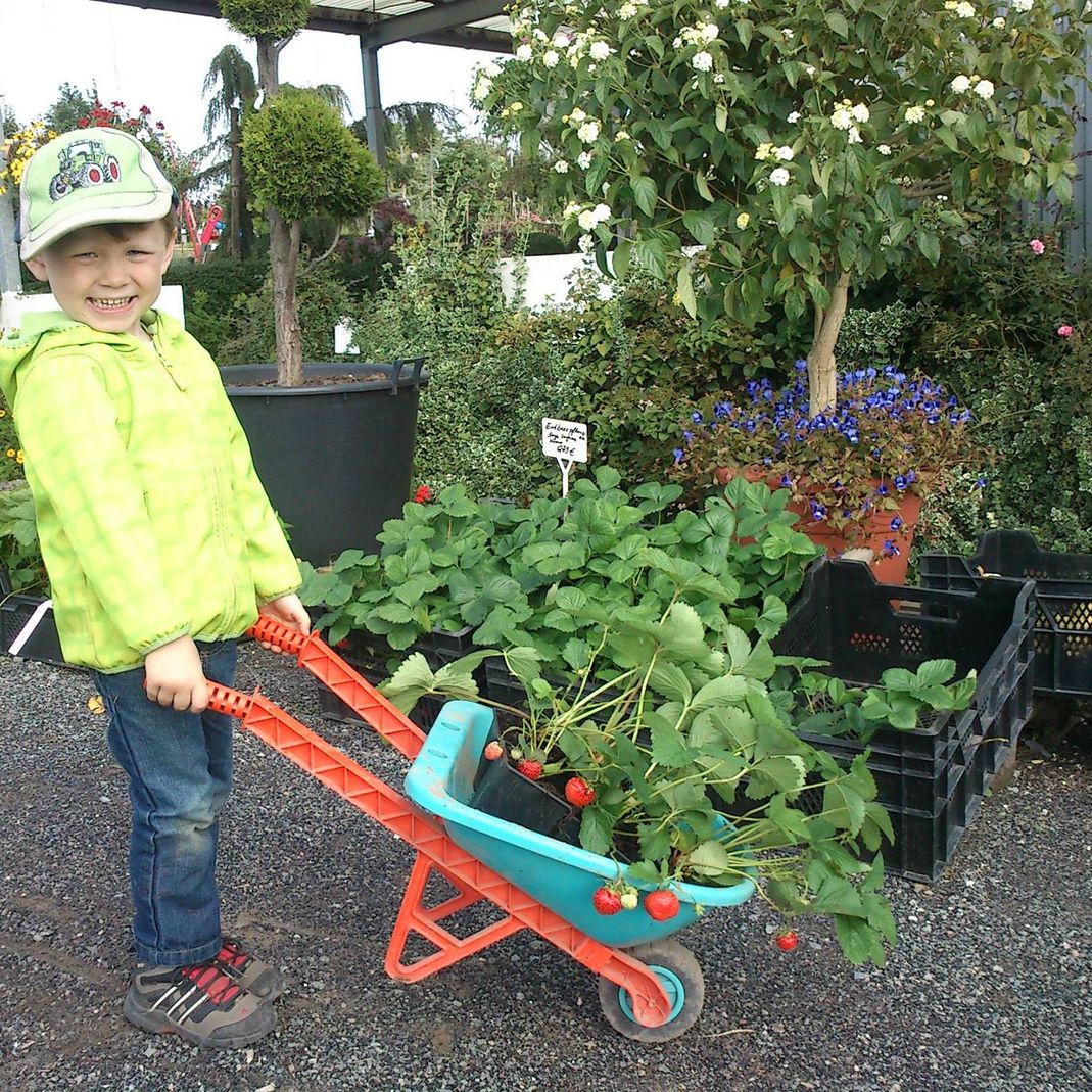 Wir stellen uns vor - GartenBaumschule Lehnert - Bodendecker, Obstbäume, Rosen, Ziersträucher und Heckenpflanzen aus Sangerhausen