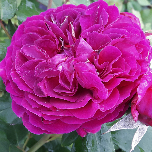 Edelrosen im im Sortiment der GartenBaumschule Lehnert - Bodendecker, Obstbäume, Rosen, Ziersträucher und Heckenpflanzen aus Sangerhausen