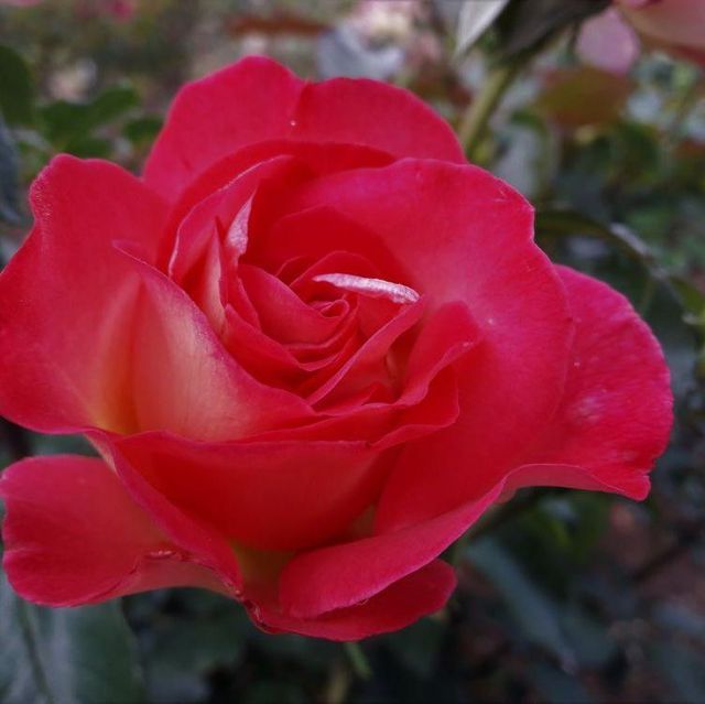 Edelrosen im im Sortiment der GartenBaumschule Lehnert - Bodendecker, Obstbäume, Rosen, Ziersträucher und Heckenpflanzen aus Sangerhausen
