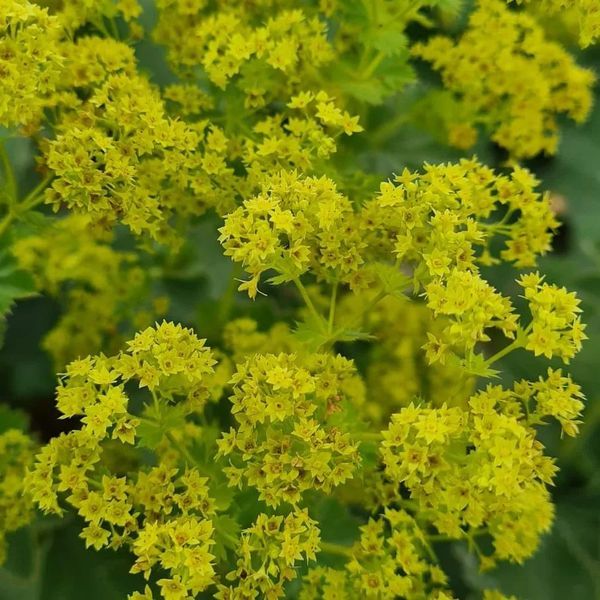 Großblättriger Frauenmantel* (Alchemilla mollis)