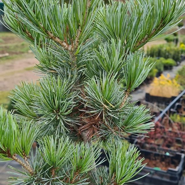 *Japanische Mädchenkiefer* (Pinus parviflora 'Negishi')