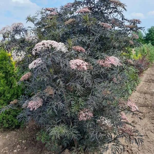 *Schlitzblättriger schwarzer Holunder 'Black Lace'* (Sambucus nigra 'Black Lace') 
