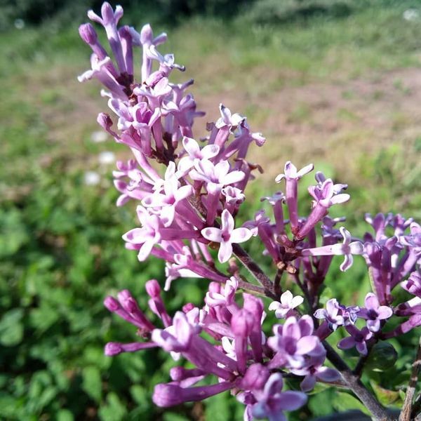 *Zwerg-Duftflieder* (Syringa mayeri 'Palibin')