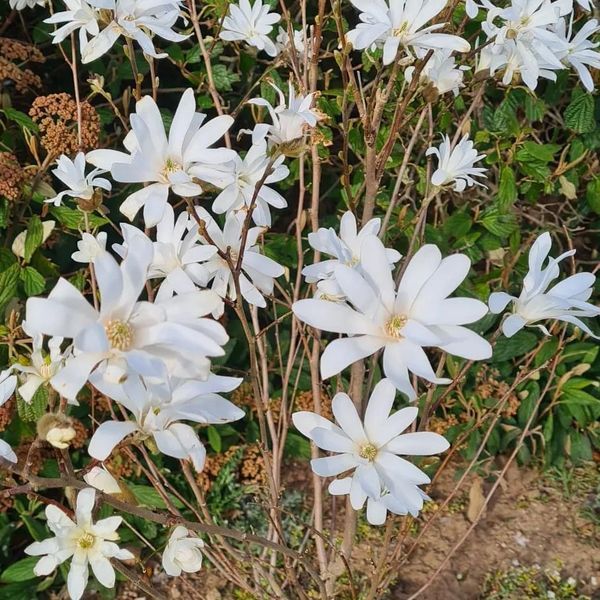*Sternmagnolie* (Magnolia stellata)