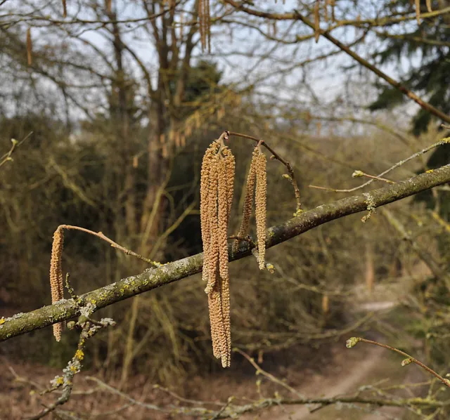 *Haselnuss 'Hallesche Riesennuss'* (Corylus avellana 'Hallesche Riesennuss')