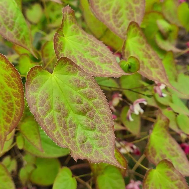 *Rote Elfenblume* (Epimedium x rubrum)