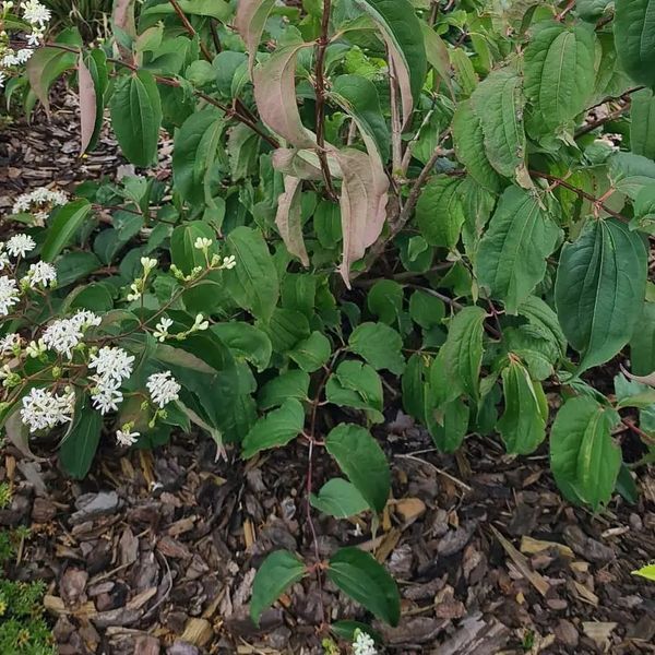 *Sieben-Söhne-des-Himmels-Strauch* (Heptacodium miconioides)