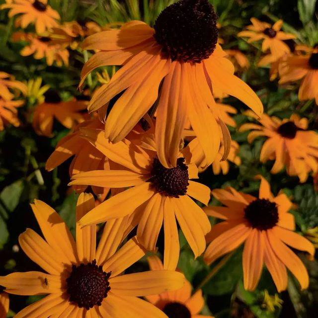 *Sonnenhut 'Goldsturm'* (Rudbeckia fulgida var. sullivantii 'Goldsturm')