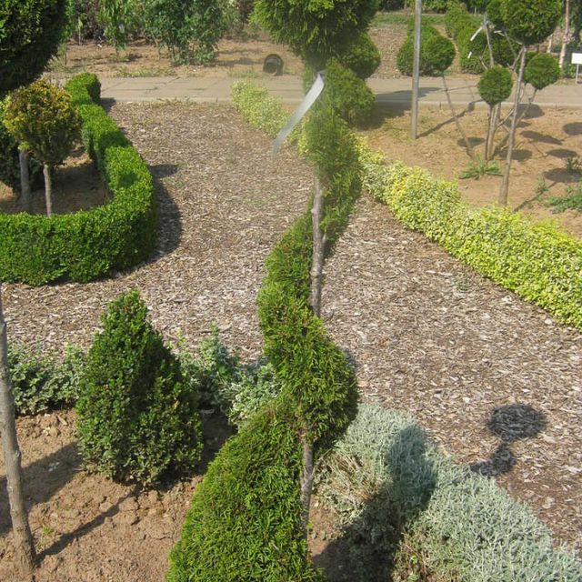 Formgehölze - Thuja - im Sortiment der GartenBaumschule Lehnert - Bodendecker, Obstbäume, Rosen, Ziersträucher und Heckenpflanzen aus Sangerhausen