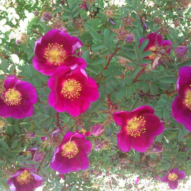 Seltene Rosen im Sortiment der GartenBaumschule Lehnert - Bodendecker, Obstbäume, Rosen, Ziersträucher und Heckenpflanzen aus Sangerhausen