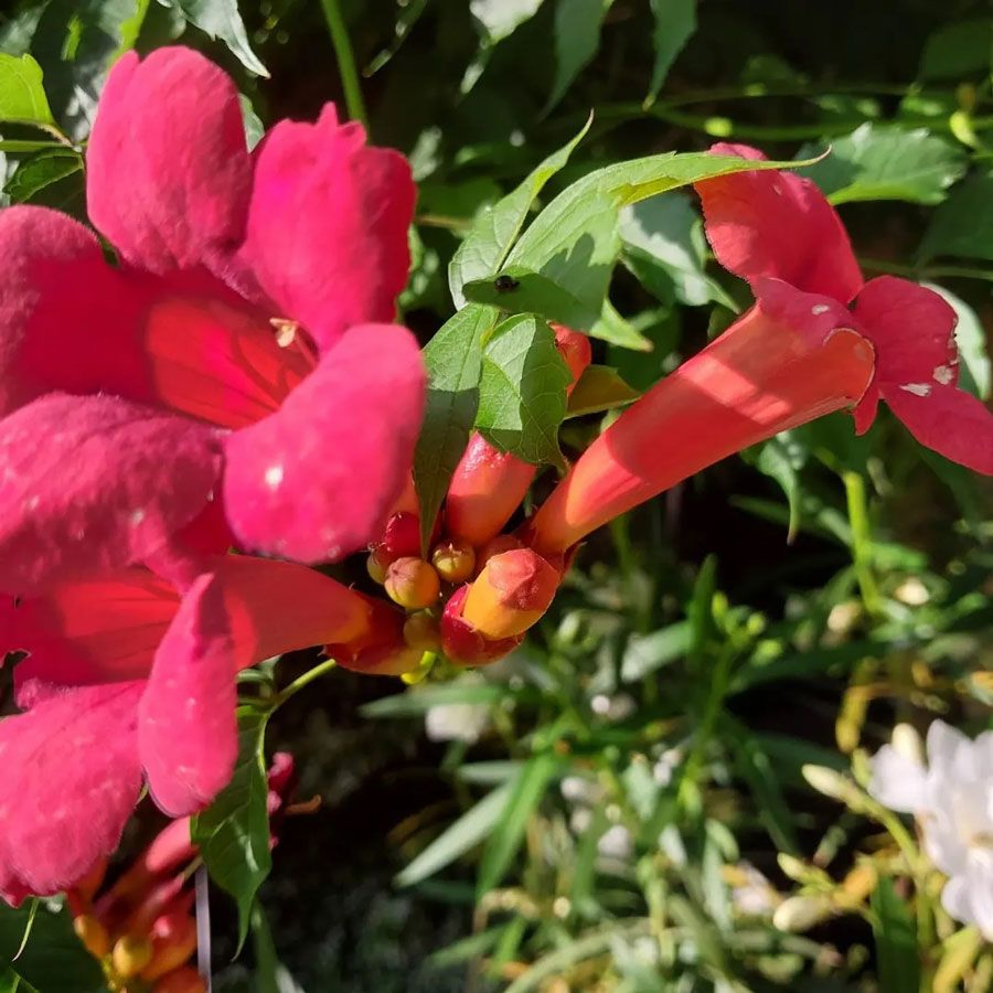 *Amerikanische Klettertrompete 'in Sorten'* (Campsis radicans 'in Sorten')