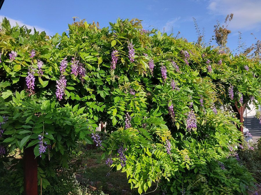 *Blauregen 'in Sorten'* (Wisteria floribunda 'in Sorten')
