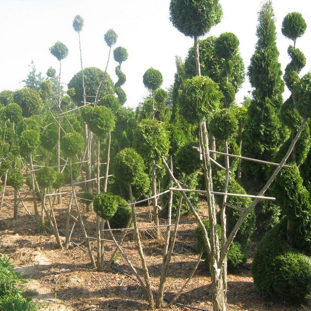Formgehölze - Thuja - im Sortiment der GartenBaumschule Lehnert - Bodendecker, Obstbäume, Rosen, Ziersträucher und Heckenpflanzen aus Sangerhausen