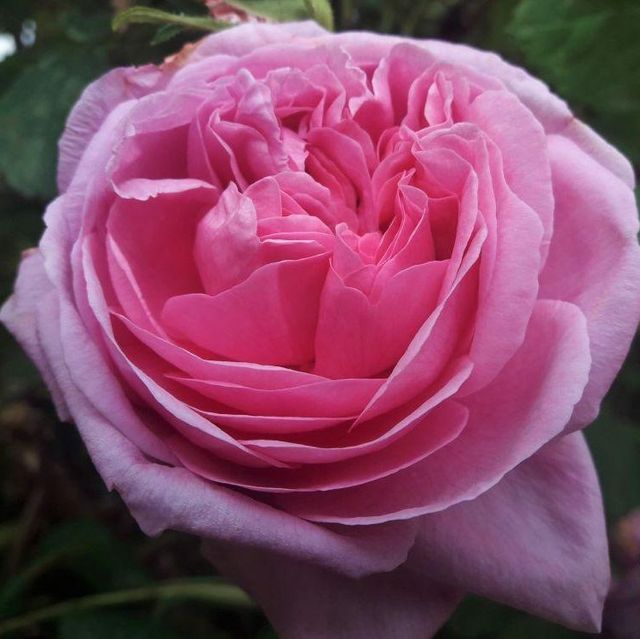 Seltene Rosen im Sortiment der GartenBaumschule Lehnert - Bodendecker, Obstbäume, Rosen, Ziersträucher und Heckenpflanzen aus Sangerhausen