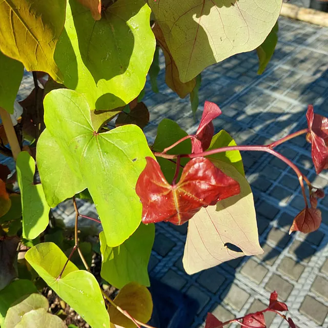 *Kanadischer Judasbaum 'Eternal Flame'* (Cercis canadensis 'Eternal Flame')
