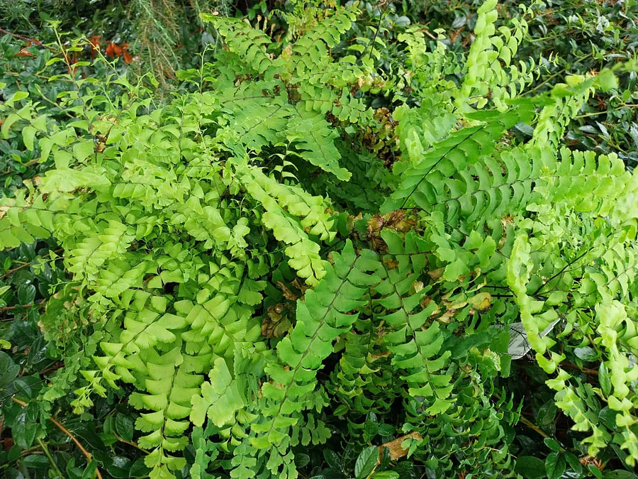 *Pfauenradfarn* (Adiantum pedatum)