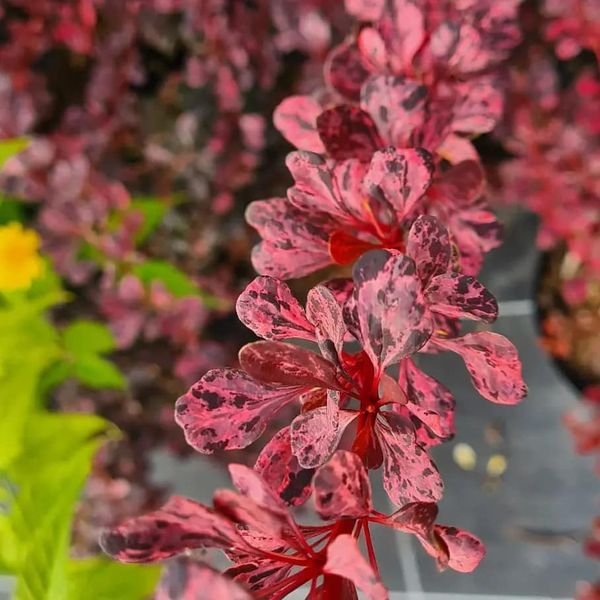*Berberitze 'Rose Glow'* (Berbertis thunbergii 'Rose Glow')