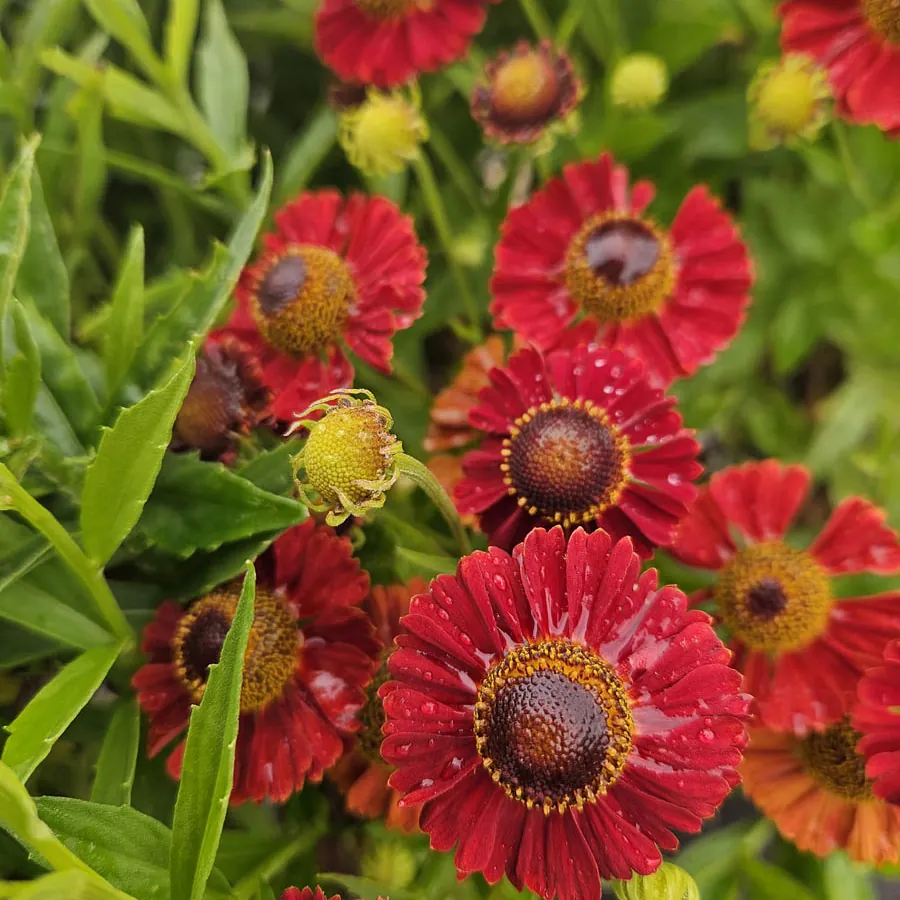 *Sonnenbraut 'Salsa'* (Helenium x cultorum 'Salsa')