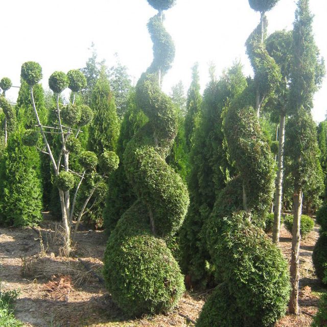 Formgehölze - Thuja - im Sortiment der GartenBaumschule Lehnert - Bodendecker, Obstbäume, Rosen, Ziersträucher und Heckenpflanzen aus Sangerhausen