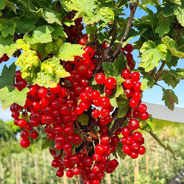*Rote Johannisbeere 'Jonkheer van Tets'* (Ribes rubrum 'Jonkheer van Tets')