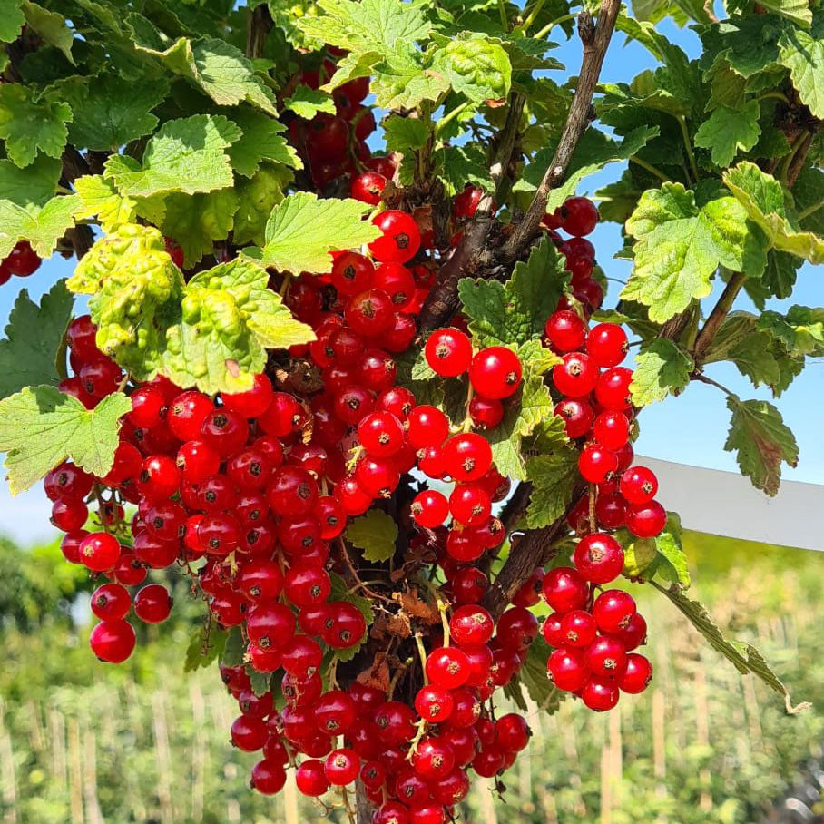 *Rote Johannisbeere 'Jonkheer van Tets'* (Ribes rubrum 'Jonkheer van Tets')