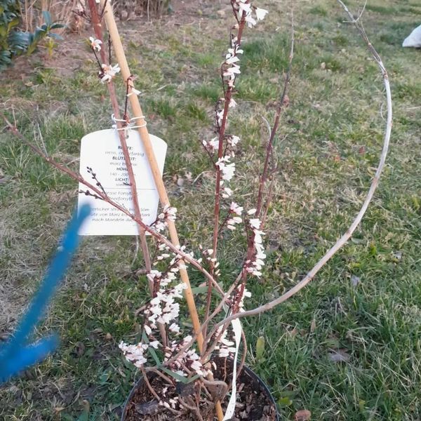 "Schneeforsythie" ('Abeliophyllum distichum')