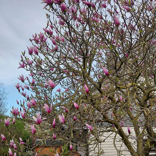*Purpur-Magnolie 'Susan'* (Magnolia liliiflora 'Susan')