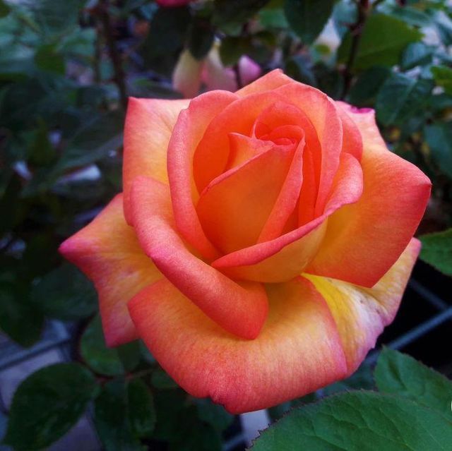 Edelrosen im im Sortiment der GartenBaumschule Lehnert - Bodendecker, Obstbäume, Rosen, Ziersträucher und Heckenpflanzen aus Sangerhausen