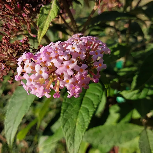 Zwerg-Schmetterlingsflieder Butterfly Candy i.S.* (Buddleja davidii Butterfly Candy i.S.)