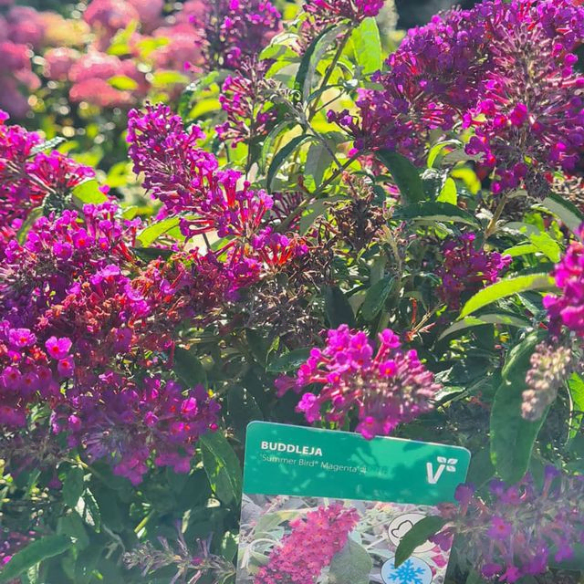*Zwerg-Sommerflieder 'Summer Bird Magenta'* (Buddleja davidii 'Summer Bird Magenta')